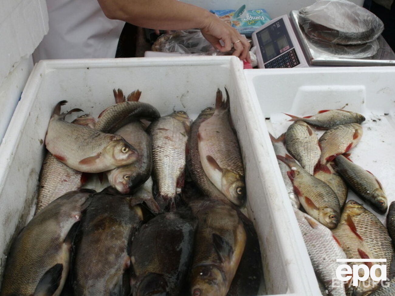 Российским проверяющим не понравилась рыба из&nbsp;Эстонии и Латвии