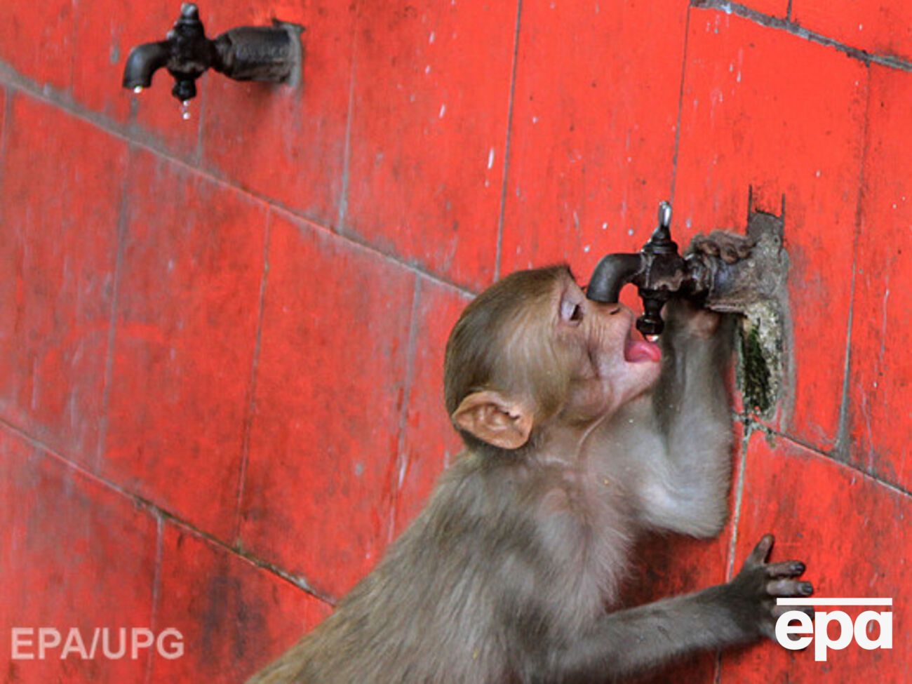 Температура воздуха в некоторых регионах Индии достигает +50&nbsp;&ordm;С