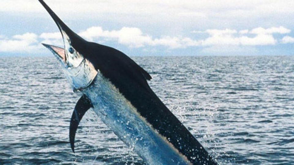 Рыба-меч, спасая свою жизнь, убила рыбака