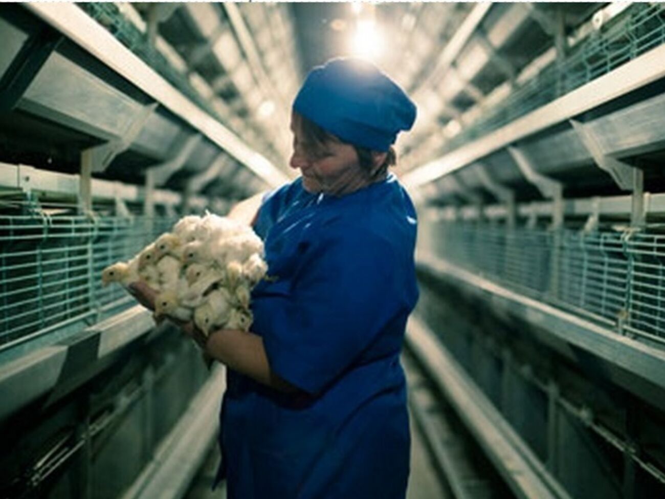 Птицефабрика в Червоном Прапоре не работает с ноября 2014 года