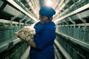 Птицефабрика в Червоном Прапоре не работает с ноября 2014 года