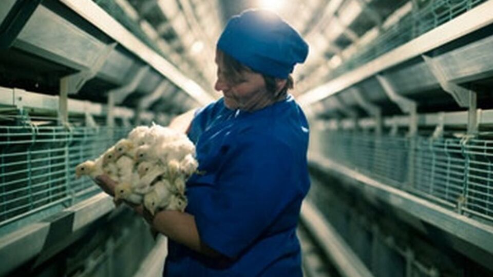 Птицефабрика в Червоном Прапоре не работает с ноября 2014 года