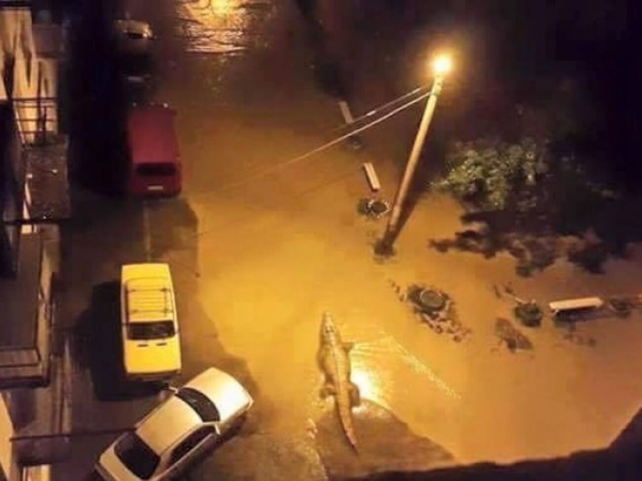 Из местного зоопарка сбежали хищники