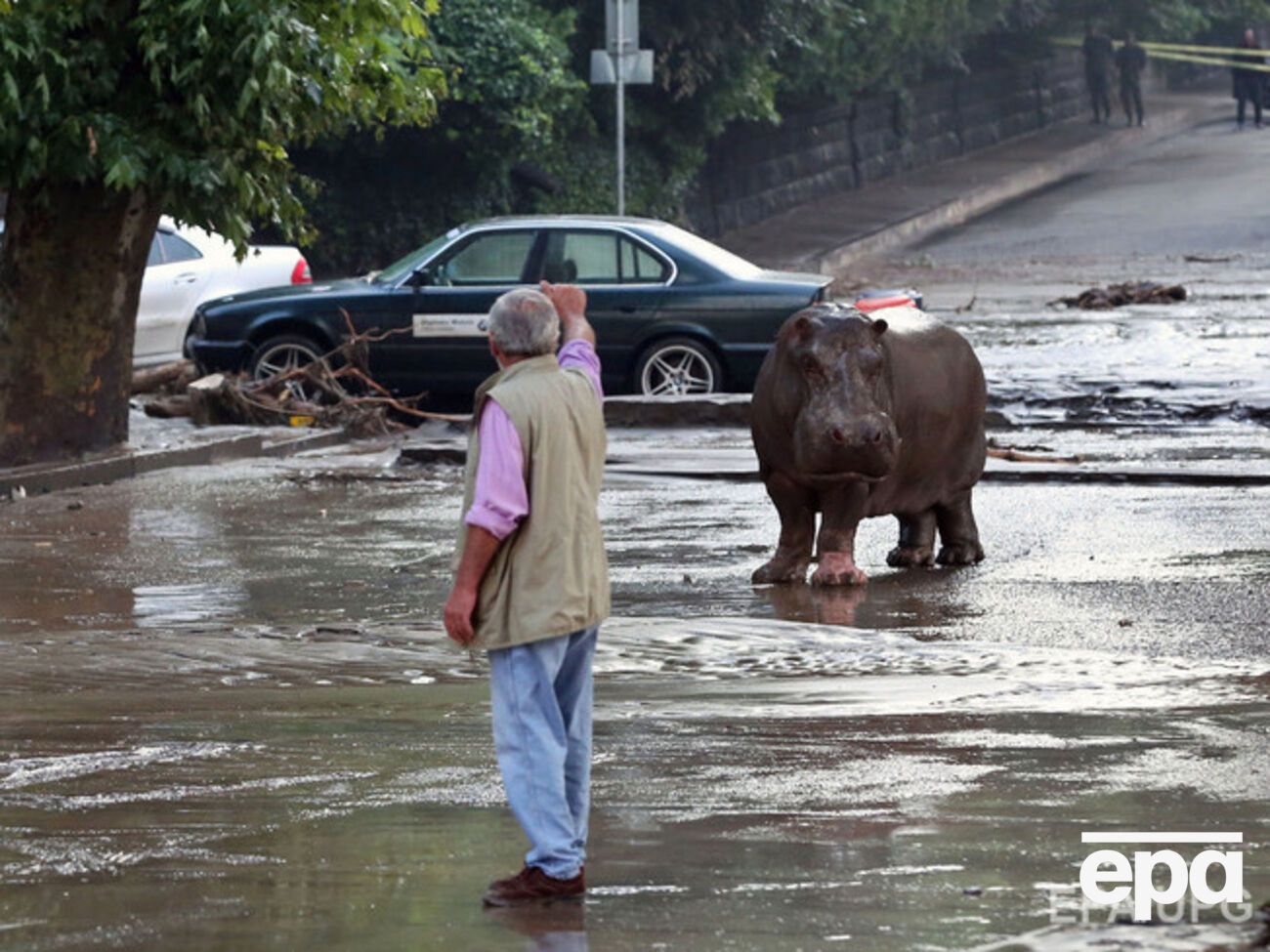 Животные разбрелись по городу
