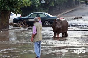 Животные разбрелись по городу
