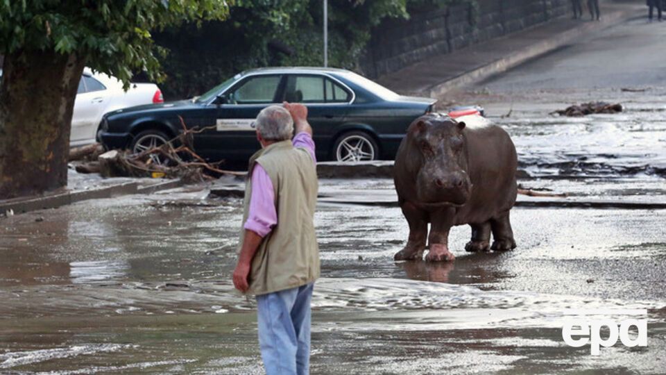 Животные разбрелись по городу