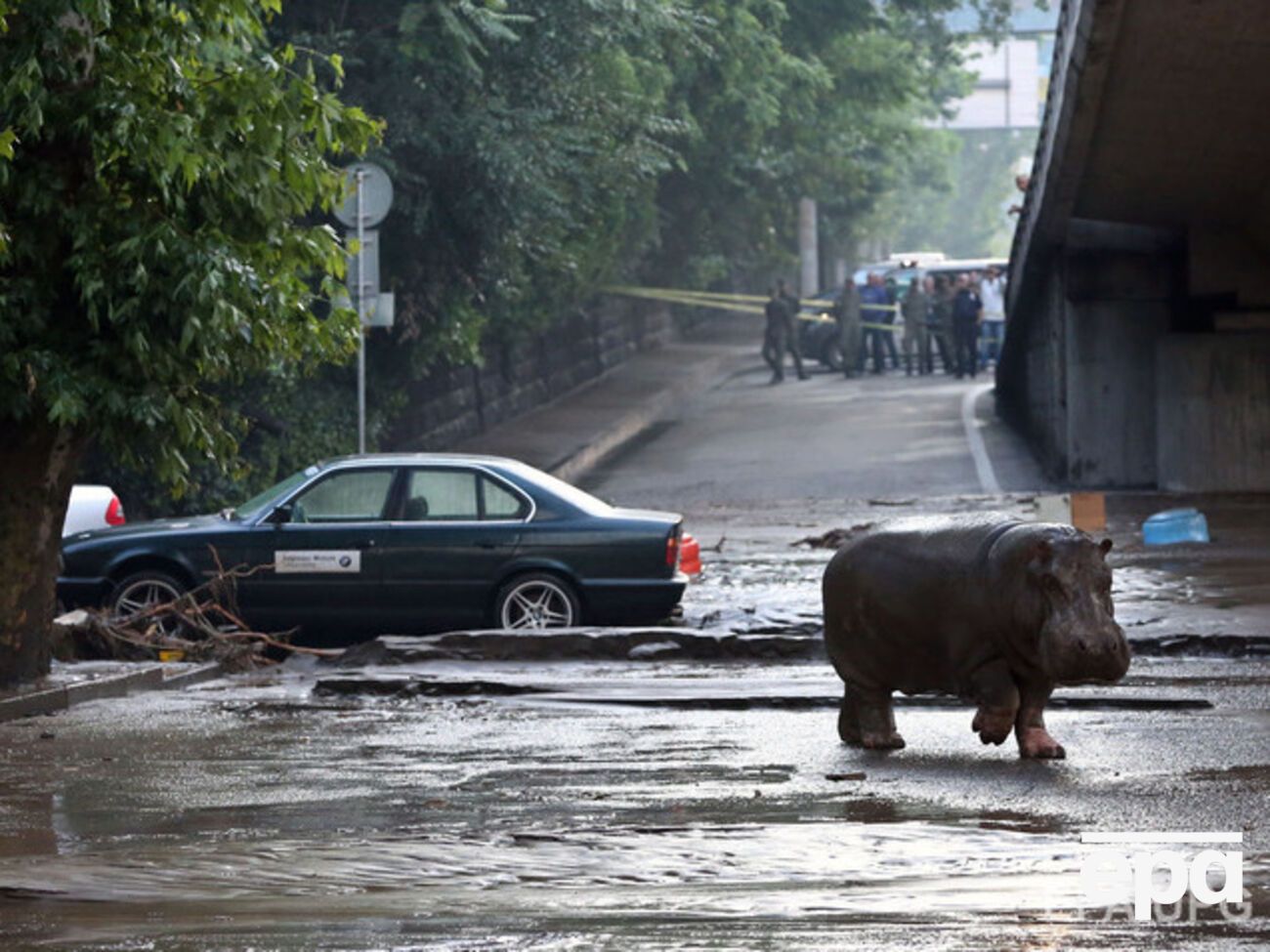 В Тбилиси продолжают ловить сбежавших из зоопарка животных