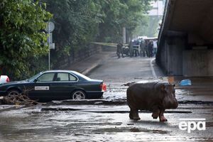 Наводнение в Тбилиси разрушило зоопарк, в результате чего на свободе оказались дикие животные