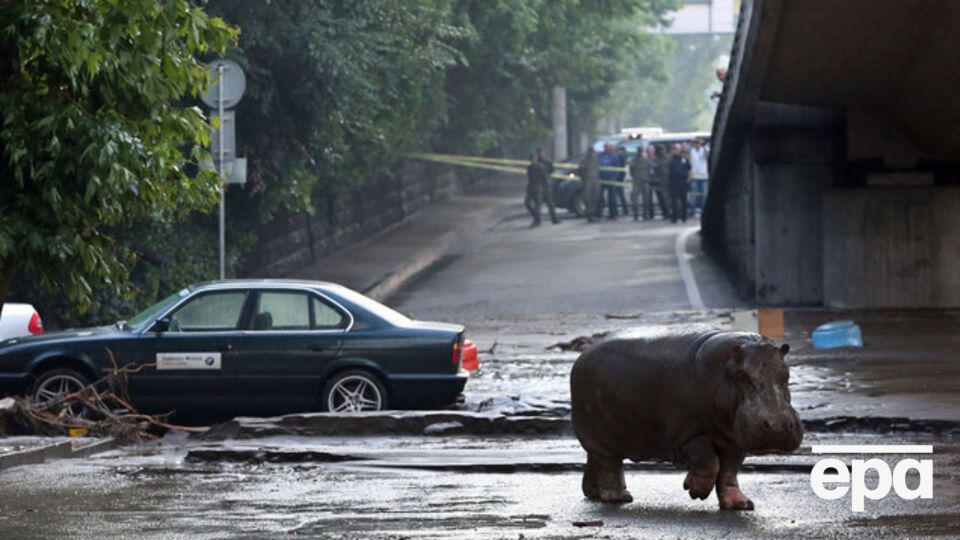 Наводнение в Тбилиси разрушило зоопарк, в результате чего на свободе оказались дикие животные