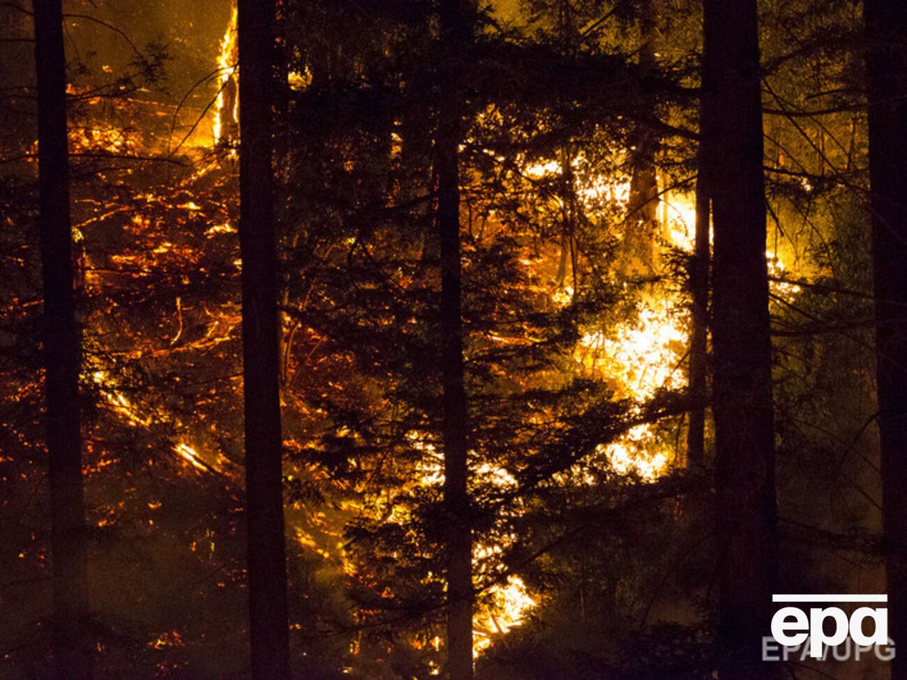 В Луганской области горит лес