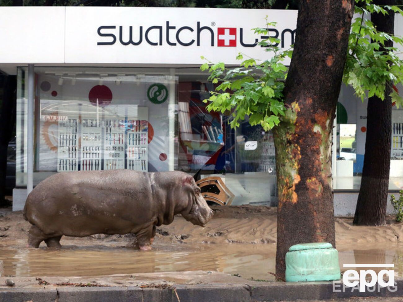 Бегемот, который во время наводнения выбрался из вольера, был возвращен в зоопарк