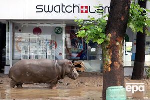 Бегемот, который во время наводнения выбрался из вольера, был возвращен в зоопарк