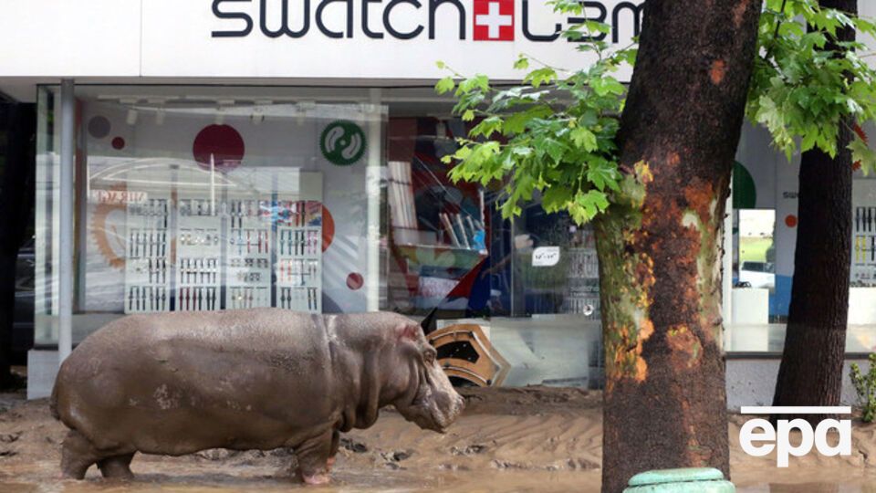 Бегемот, который во время наводнения выбрался из вольера, был возвращен в зоопарк