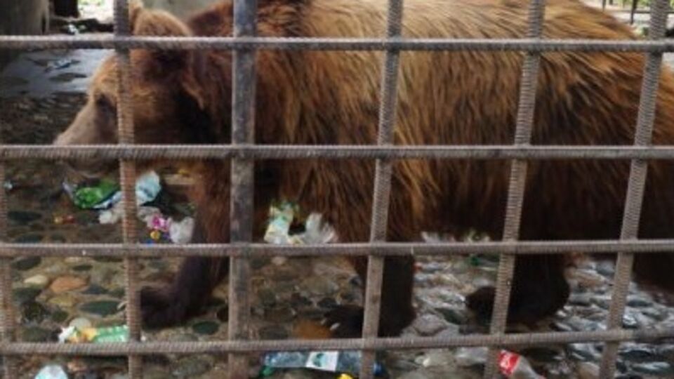 Медведей споили посетители ресторана