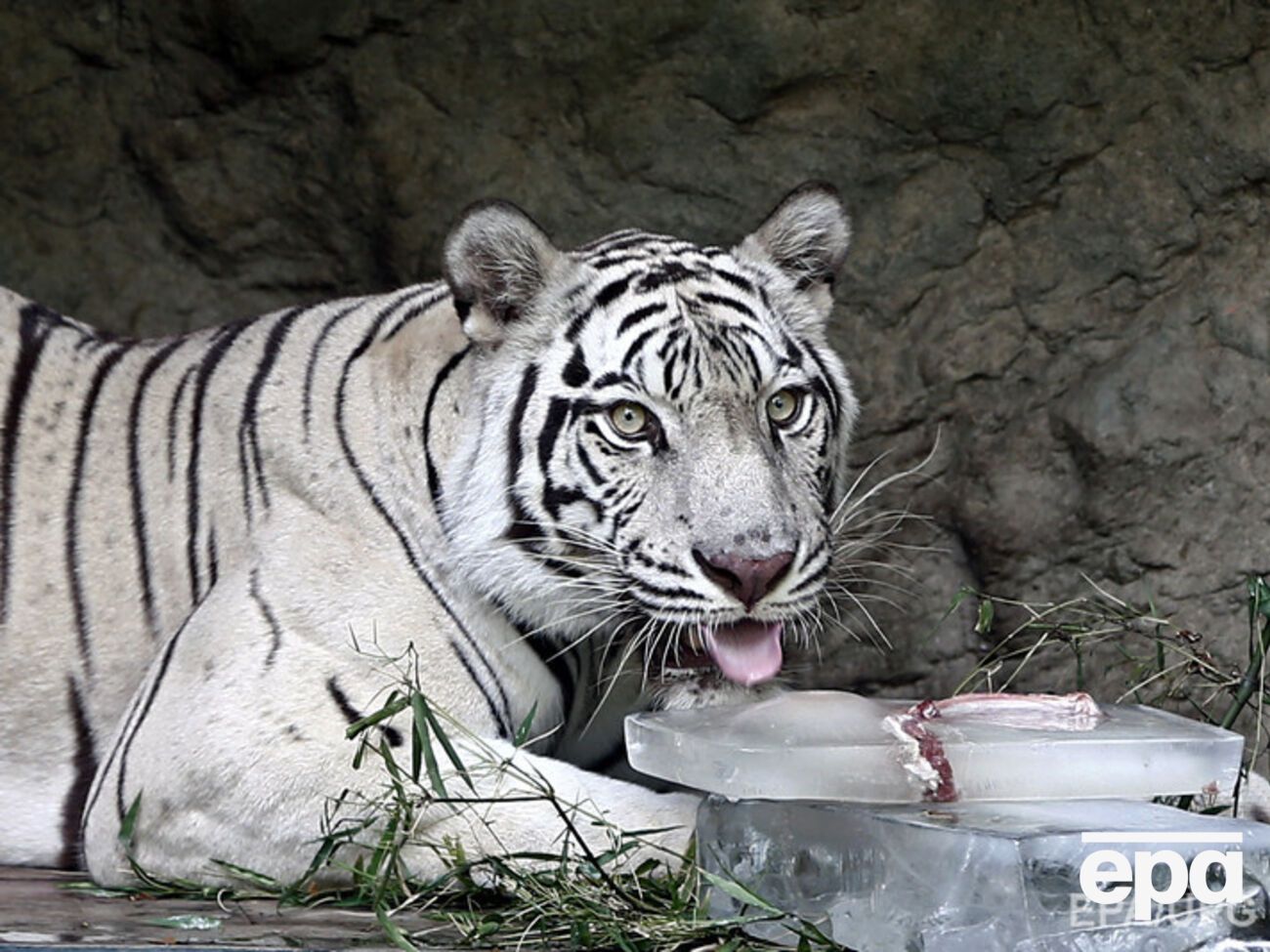 СМИ: Тигр напал на мужчину, когда тот зашел на склад ткацкой фабрики