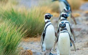 Магеллановы пингвины уплывают из Аргентины в Бразилию