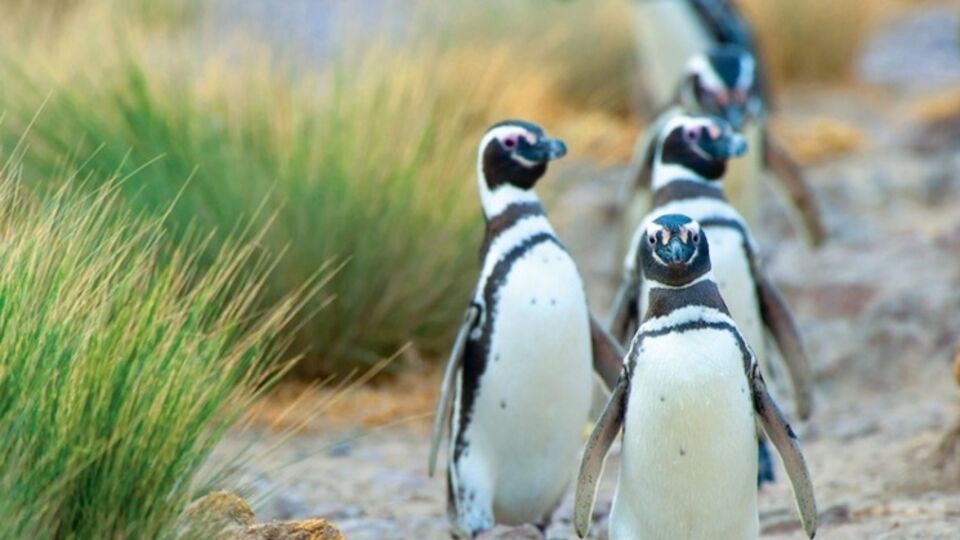 Магеллановы пингвины уплывают из Аргентины в Бразилию