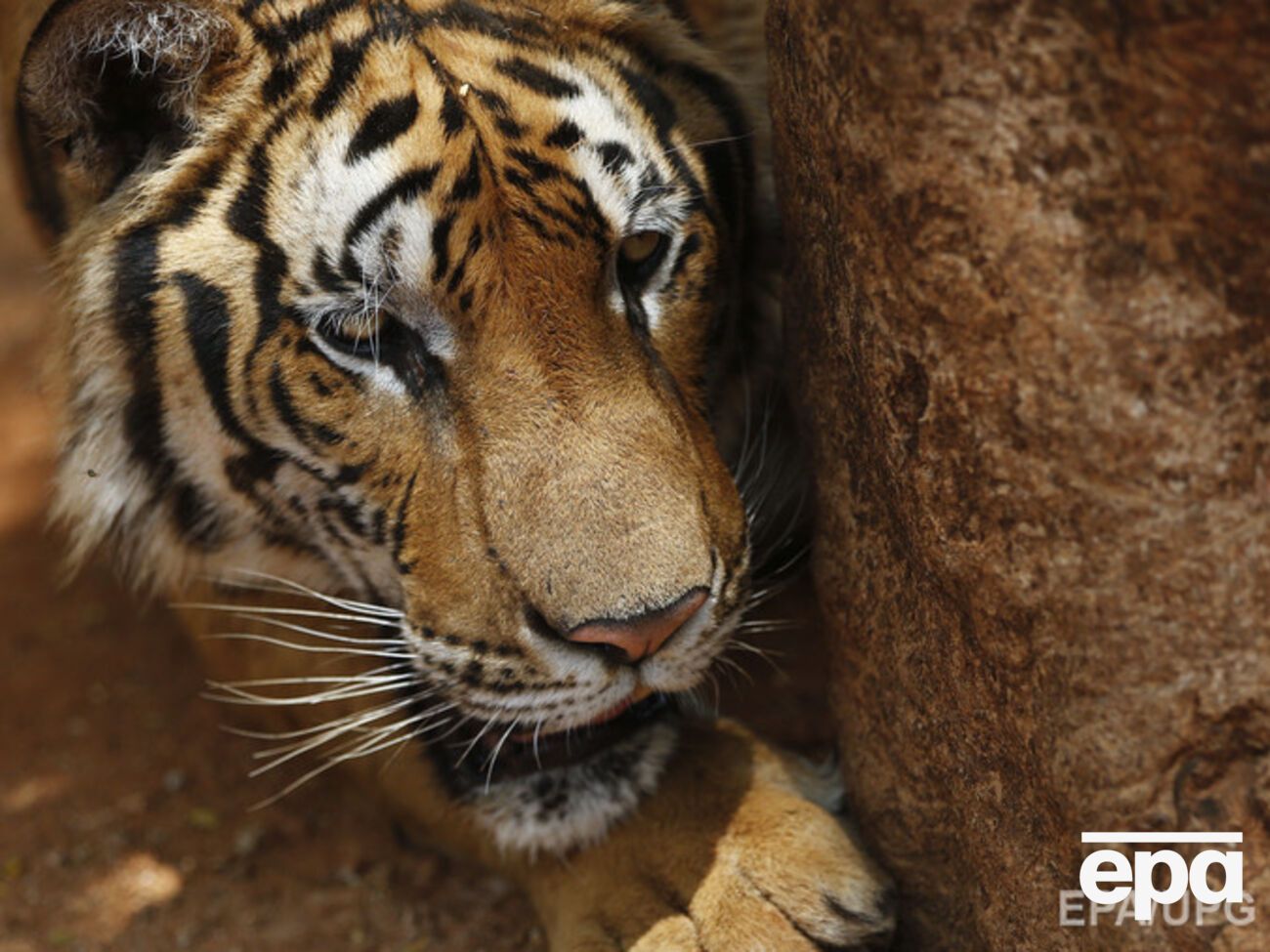 В окрестностях Тбилиси ищут тигра