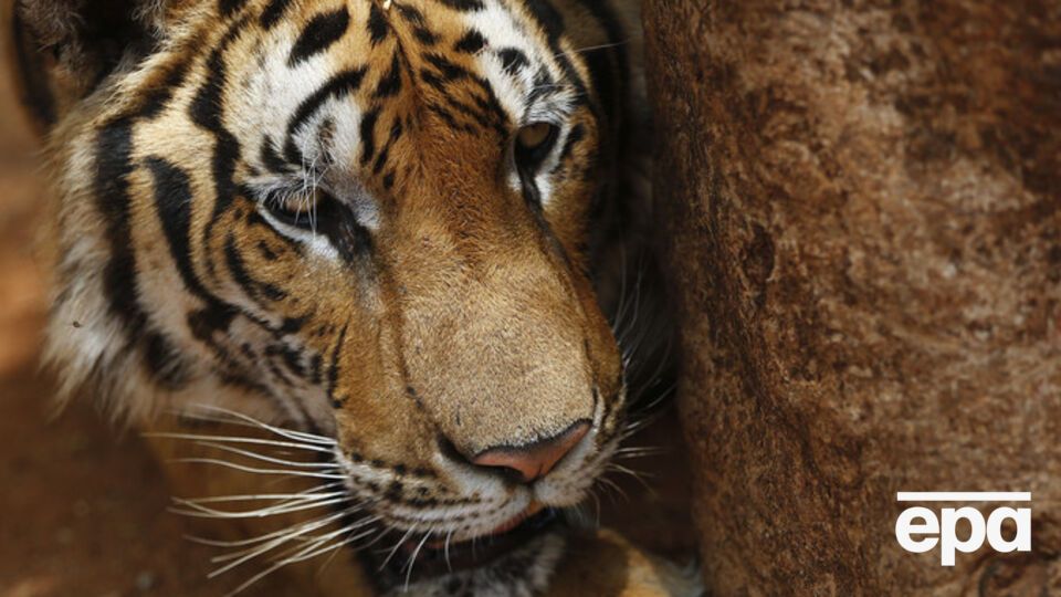 В окрестностях Тбилиси ищут тигра