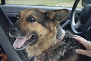 Овчарка Алиса воссоединилась со своими хозяевами