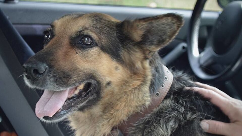 Овчарка Алиса воссоединилась со своими хозяевами