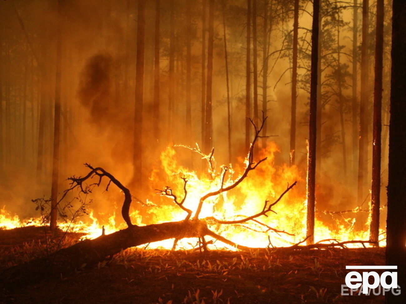 В России вновь начались лесные пожары