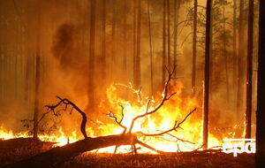 В России вновь начались лесные пожары