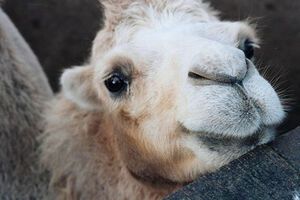 Верблюжонок из Одессы поедет в Грузию