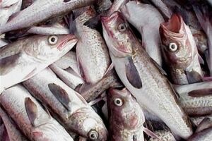 Россельхознадзор нашел в рыбной продукции из Латвии и Эстонии "вредные вещества"