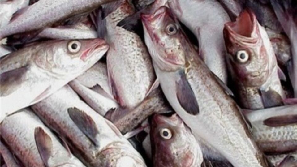 Россельхознадзор нашел в рыбной продукции из Латвии и Эстонии "вредные вещества"