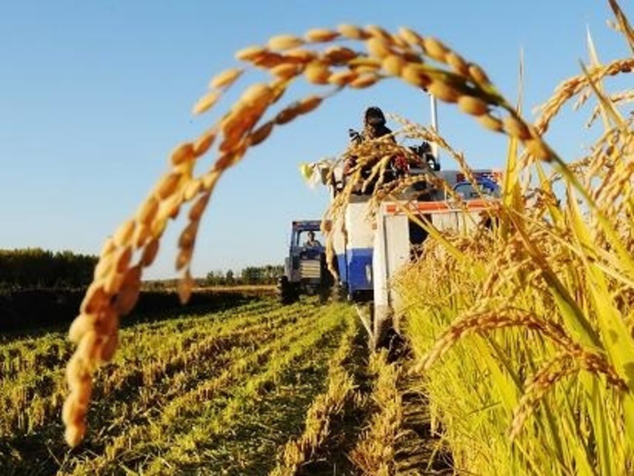 Российские земли будут обрабатывать китайские инвесторы