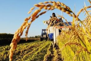 Российские земли будут обрабатывать китайские инвесторы