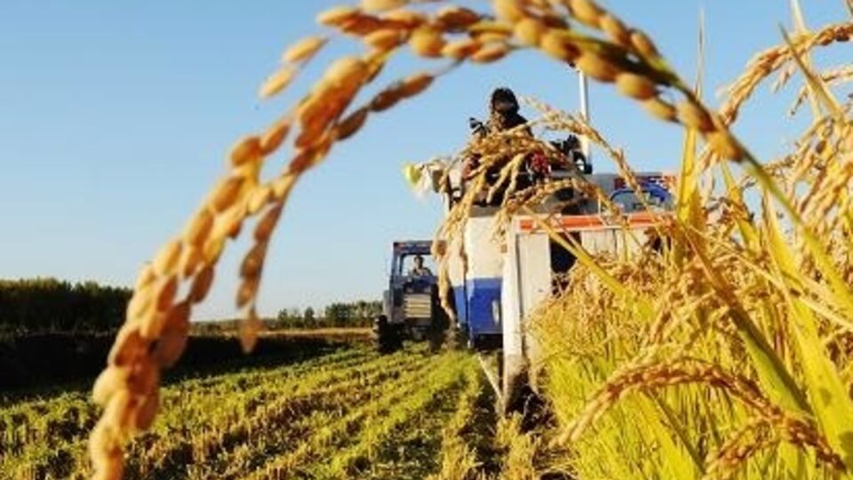 Российские земли будут обрабатывать китайские инвесторы