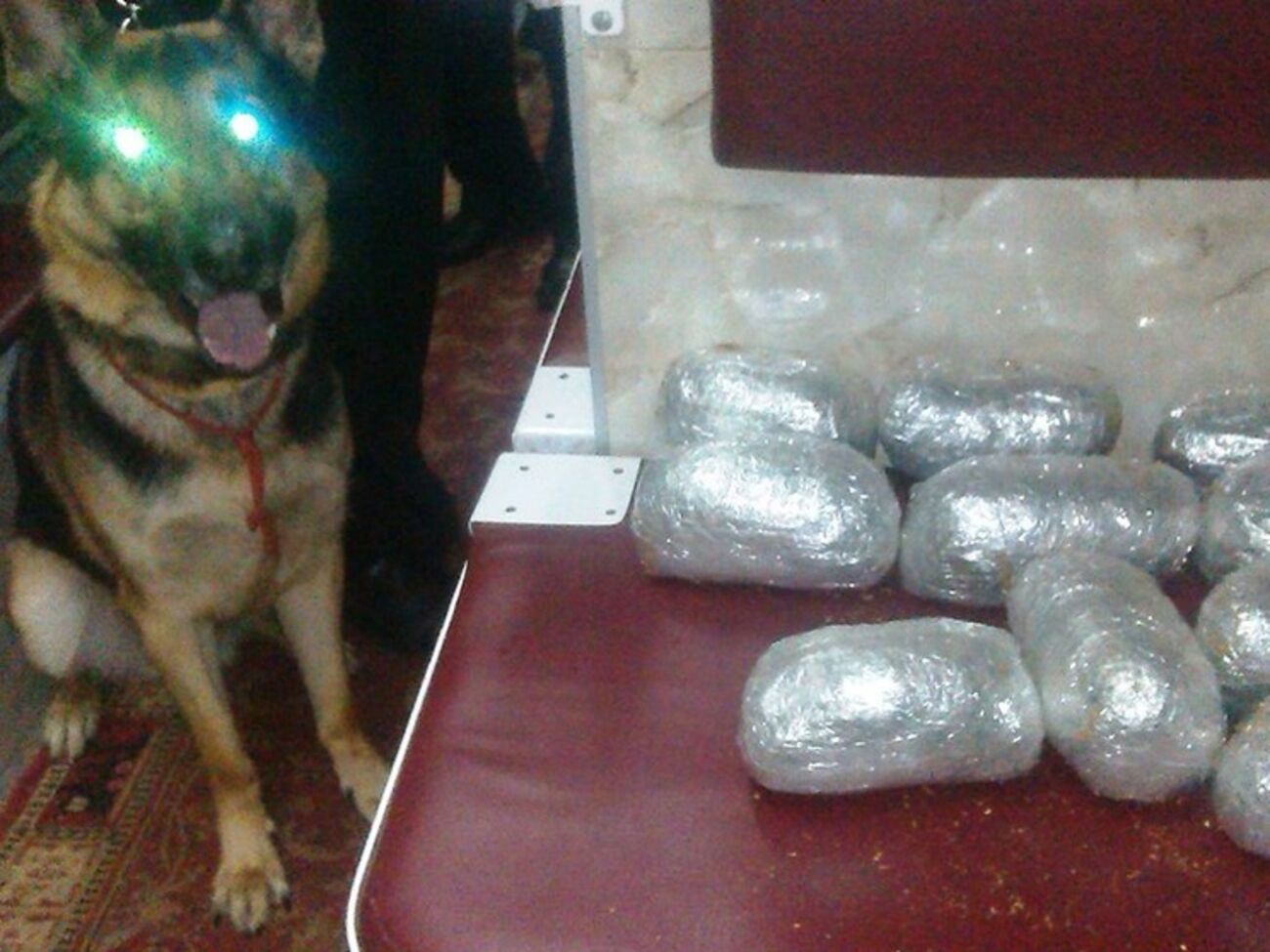 Наркотики обнаружил служебный пес по кличке Любомир