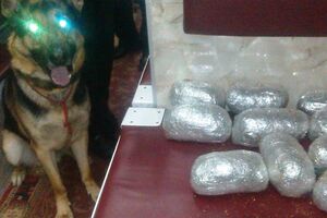 Наркотики обнаружил служебный пес по кличке Любомир