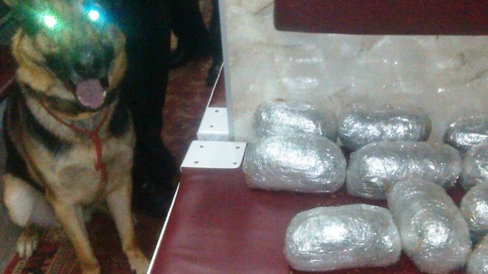 Наркотики обнаружил служебный пес по кличке Любомир