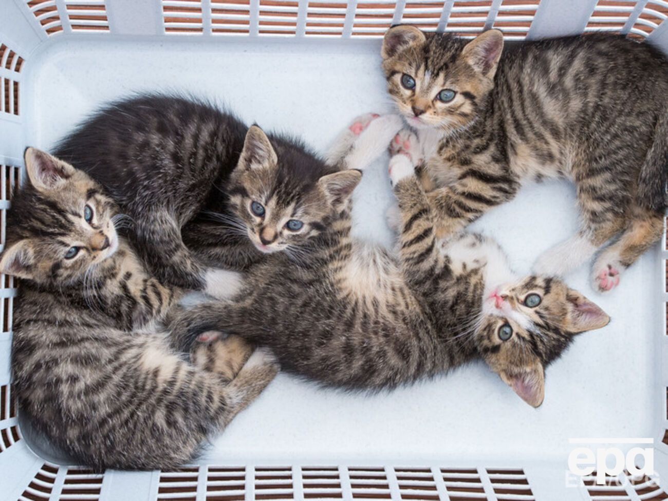 Котят можно потом оставить себе