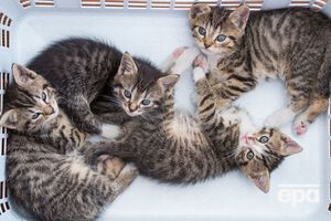 Котят можно потом оставить себе