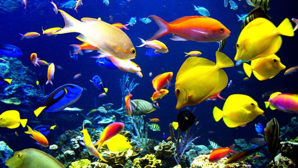 СМИ: 80% рыб погибли из-за неподходящей температуры