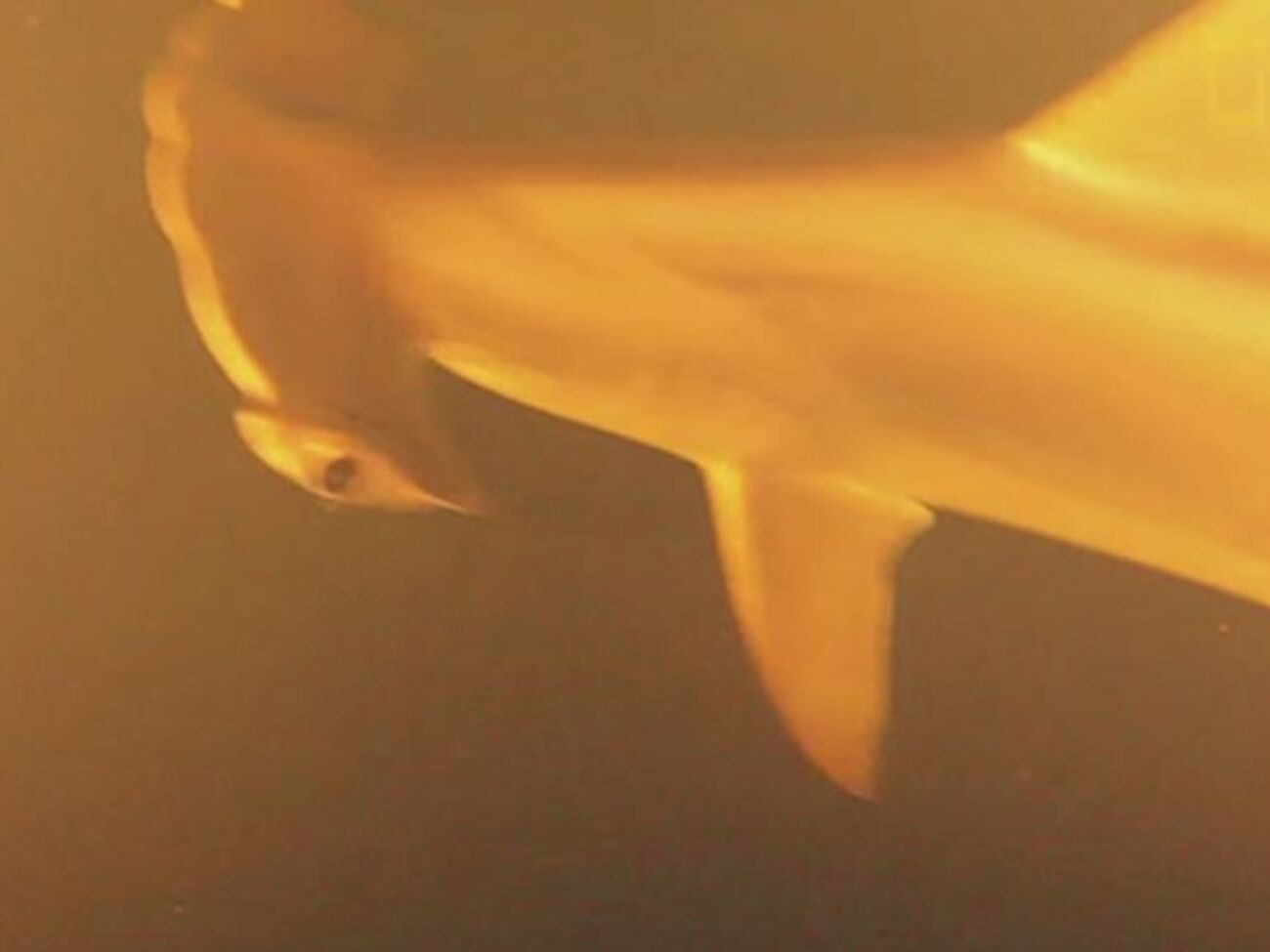 Ученым предстоит выяснить, как рыбы выживают в столь сложных условиях