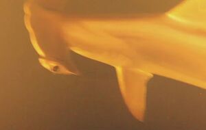 Ученым предстоит выяснить, как рыбы выживают в столь сложных условиях