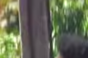 В сети появилось видео, снятое в Мукачево в самом начале инцидента. Видео