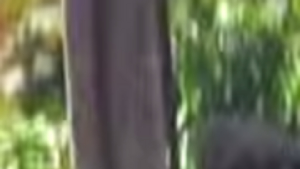 В сети появилось видео, снятое в Мукачево в самом начале инцидента. Видео