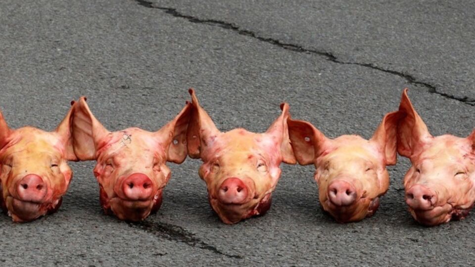 Свиные головы подбрасывают к мусульманским храмам не только в Польше