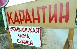 Свиней в домашних хозяйствах будут изымать, чтобы не допустить распространения болезни