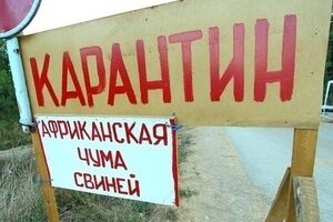 Свиней в домашних хозяйствах будут изымать, чтобы не допустить распространения болезни