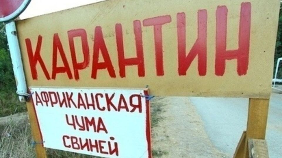 Свиней в домашних хозяйствах будут изымать, чтобы не допустить распространения болезни