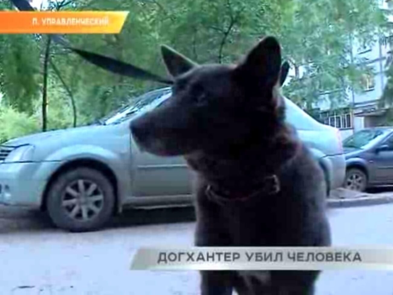 Под Самарой гонявшийся за собаками догхантер убил их защитницу