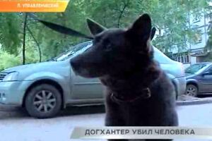 Под Самарой гонявшийся за собаками догхантер убил их защитницу