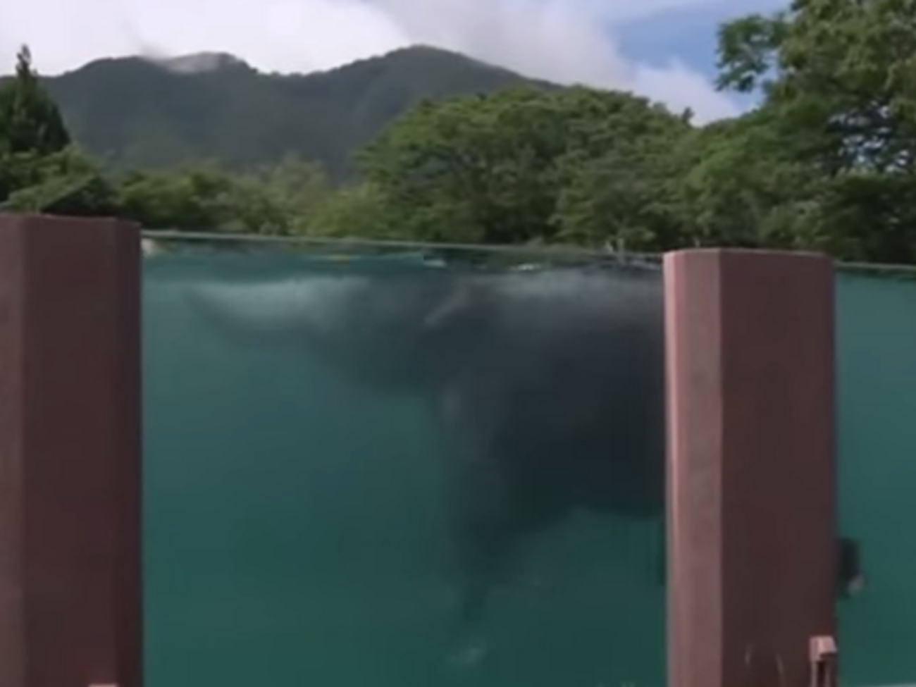 В японском зоопарке для слонов построили прозрачный бассейн. Видео